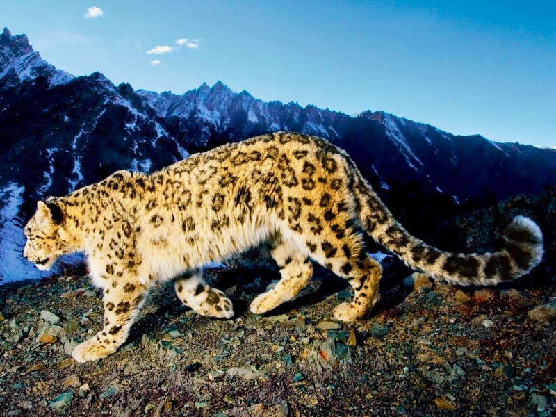Snow Leopard Trail 