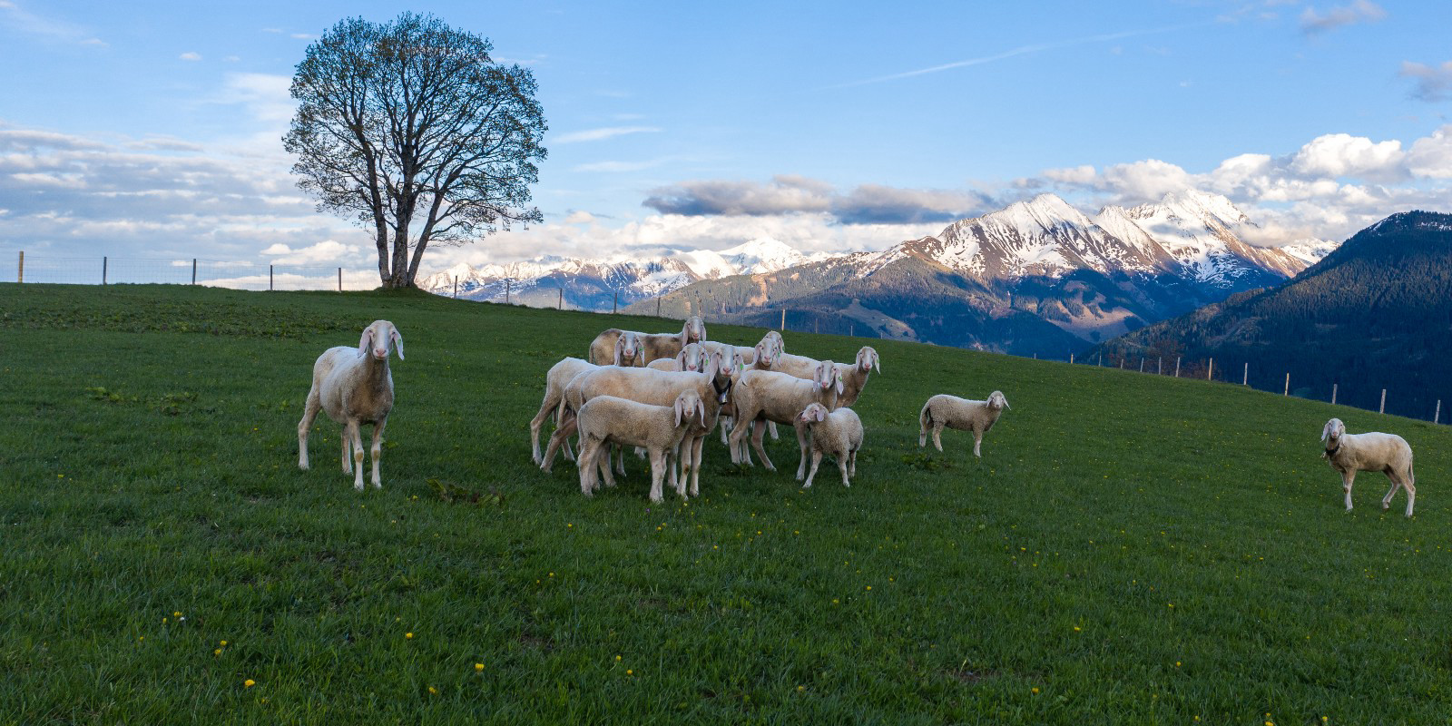 ET06 Panoramaalm – Mittersill | Pass Thurn